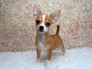 Petland Cleveland Chihuahua puppy available