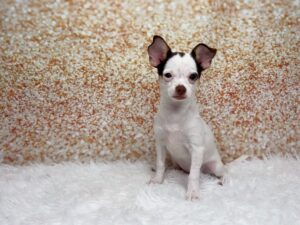 Petland Cleveland Chihuahua puppy available