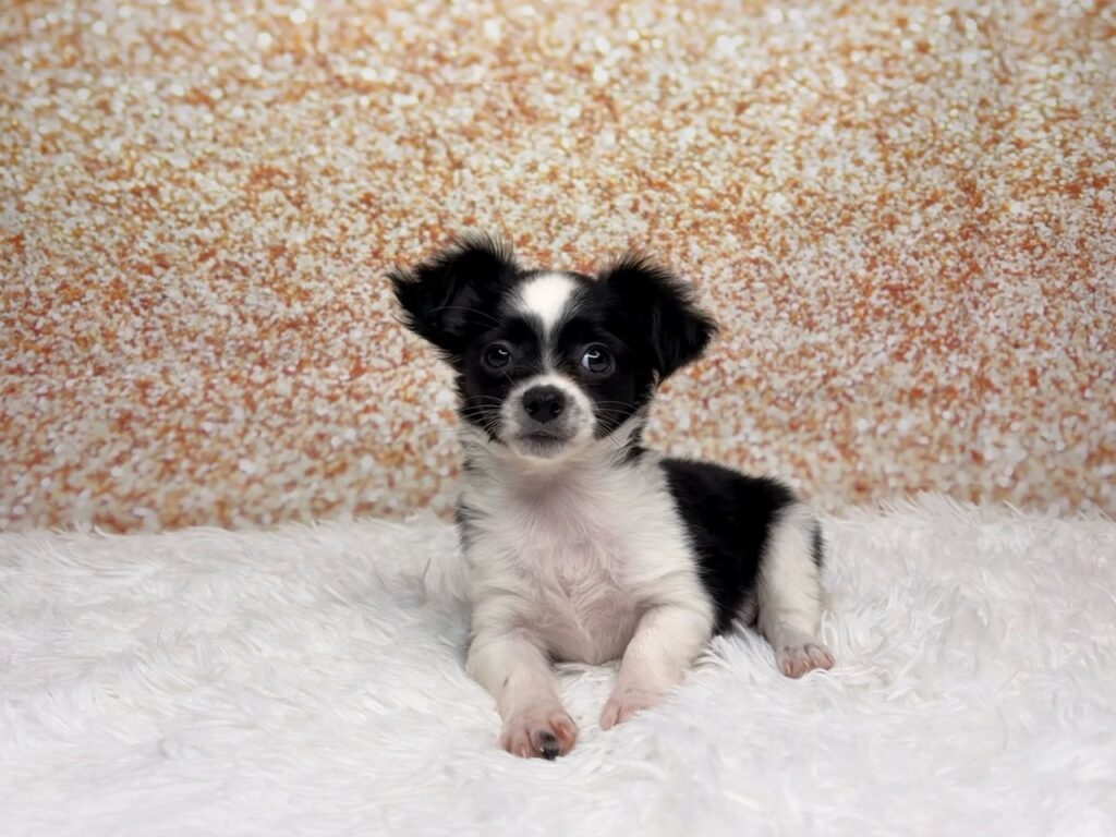 [#26248-01]  - Black / White M Chihuahua Puppies for Sale