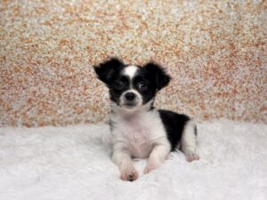 Petland Cleveland Chihuahua puppy available