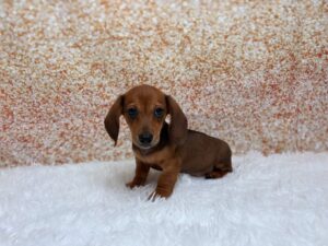 Petland Cleveland Dachshund puppy available