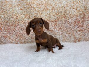 Petland Cleveland Dachshund puppy available