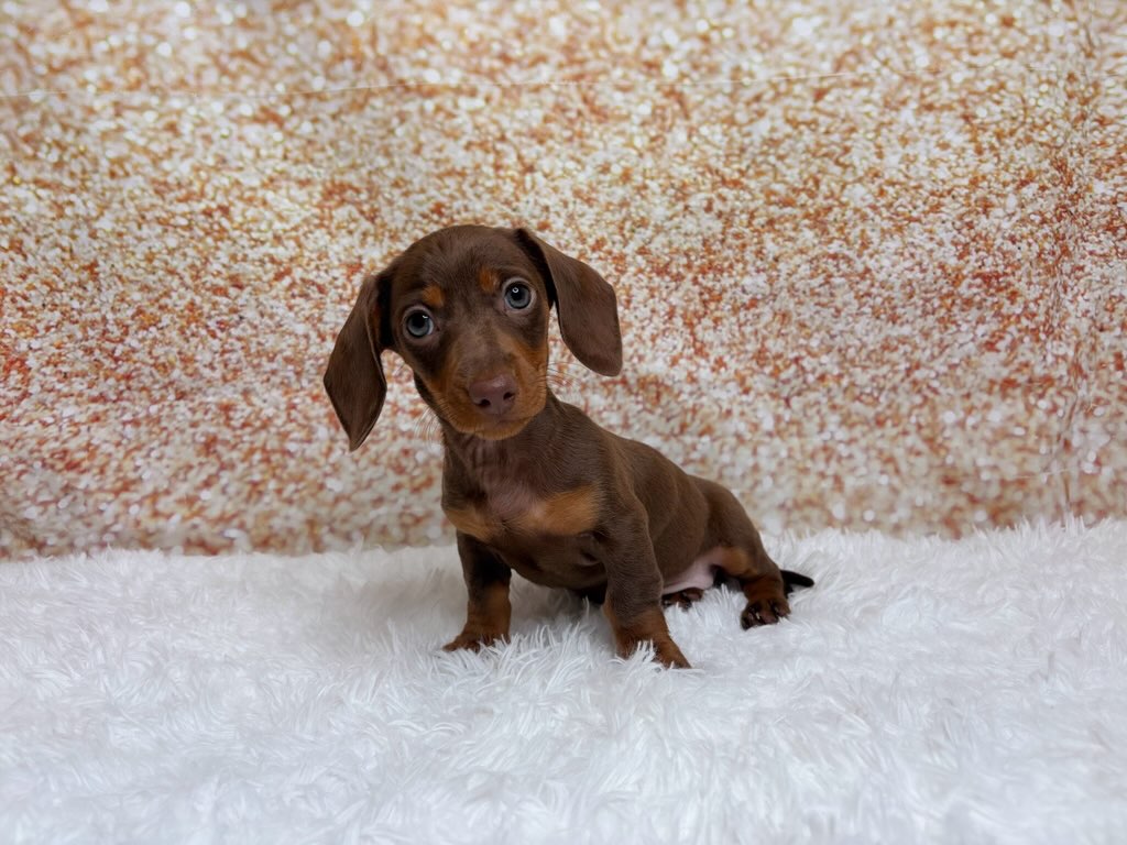 [#261505-06]  - Chocolate F Dachshund Puppies for Sale