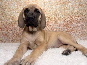 Mastiff (F) 6087