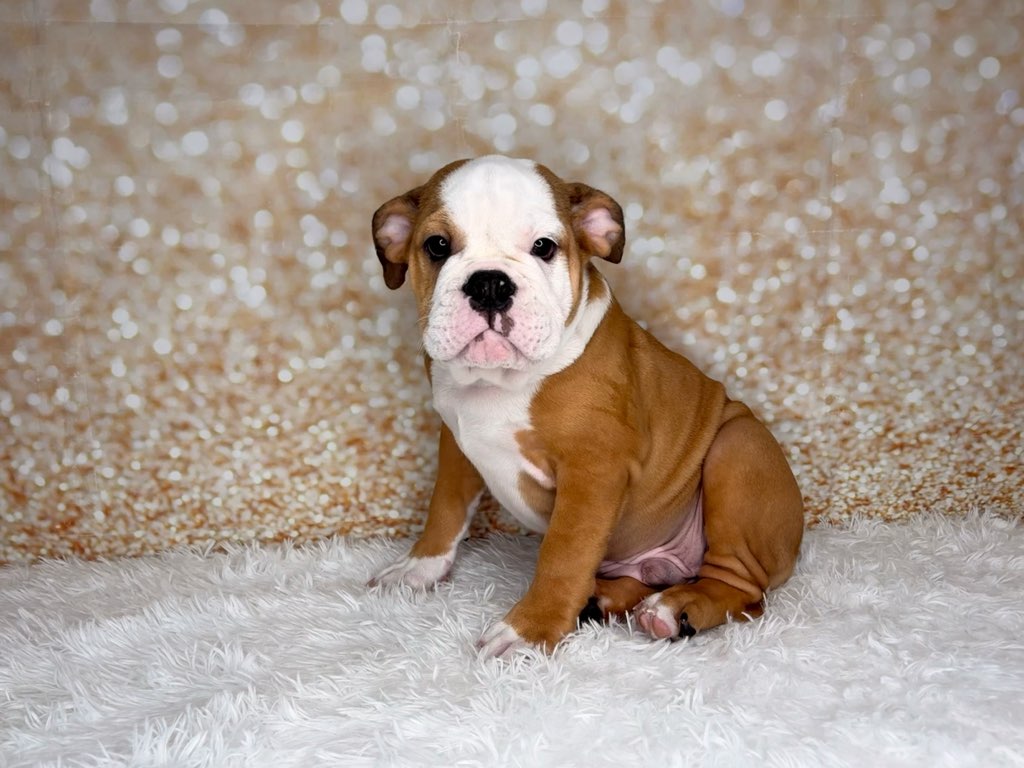 [#26143-04] Justice - Brown / White M English Bulldog  Puppies for Sale