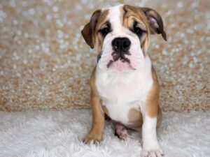 Petland Cleveland English Bulldog puppy available