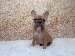 Petland Cleveland French Bulldog puppy available