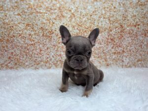 Petland Cleveland French Bulldog puppy available