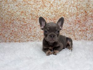 French Bulldog (M) 6147