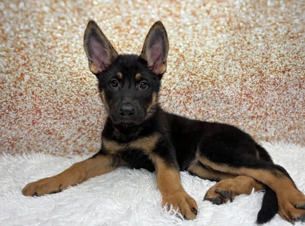 [#26236-07]  - Black / Tan F German Shepherd Dog Puppies for Sale