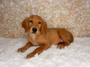 Golden Retriever (M) 6061