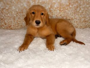 Golden Retriever (F) 6099
