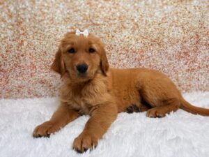 Golden Retriever (F) 6129
