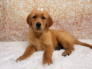 Petland Cleveland Golden Retriever puppy available