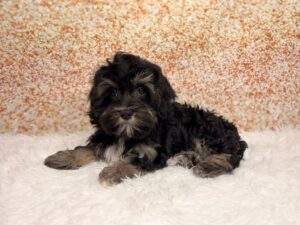 Havanese (M) 6111