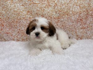 Petland Cleveland Lhasa Apso puppy available