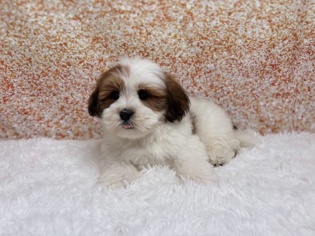 [#261447-01]  - Brown / White M Lhasa Apso Puppies for Sale