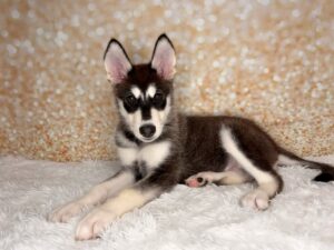 Petland Cleveland Alaskan Malamute puppy available