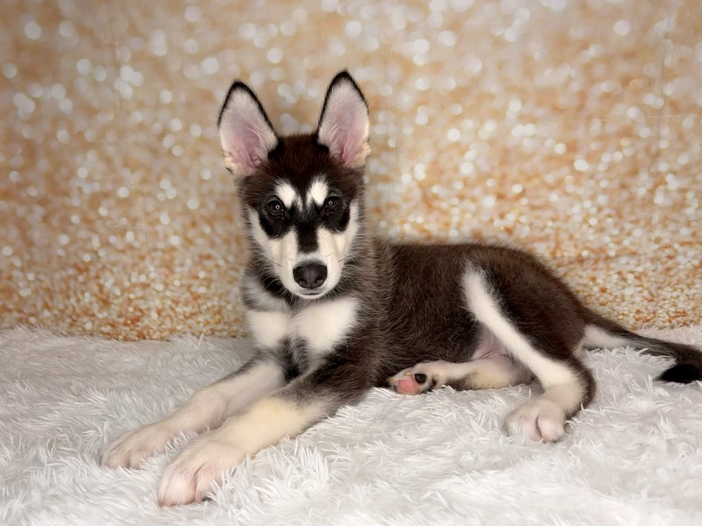 [#26204-01]  - Black / White M Alaskan Malamute Puppies for Sale
