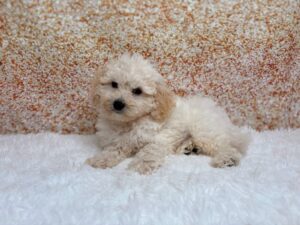 Petland Cleveland Bichon Frise puppy available