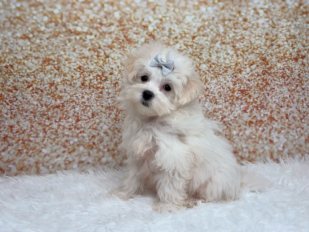 [#261248-04]  - White F Maltese Puppies for Sale