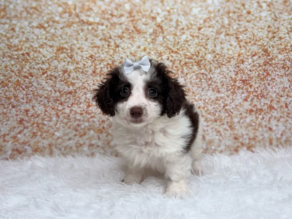 [#261371-01]  - Chocolate / White F Poodle Mini Puppies for Sale