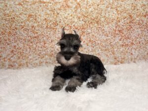 Miniature Schnauzer (M) 6136