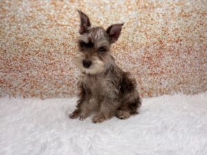 Miniature Schnauzer (M) 6097