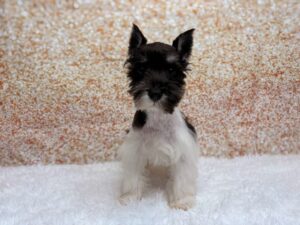 Miniature Schnauzer (F) 6113