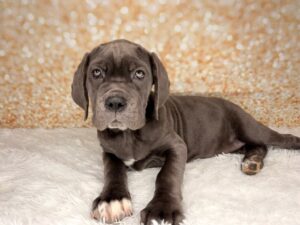 Neapolitan Mastiff (F) 6114
