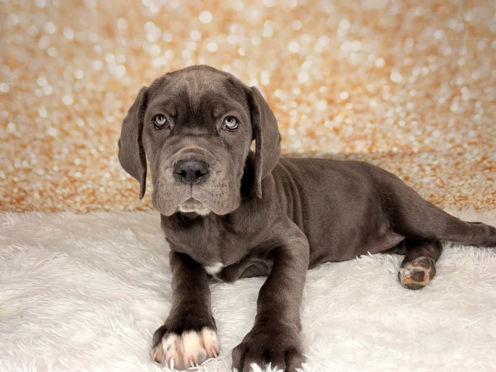 [#261787-08]  - Blue F Neapolitan Mastiff Puppies for Sale