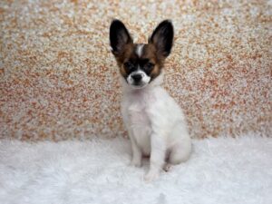 Papillon (F) 6115