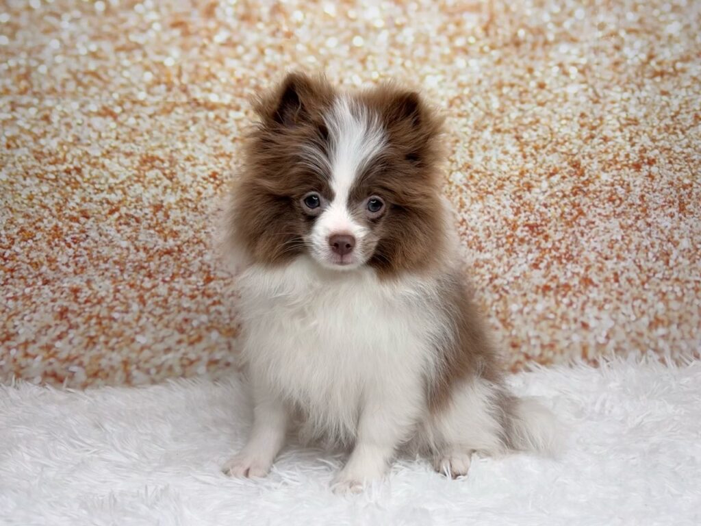 [#261281-01]  - Merle M Pomeranian Puppies for Sale