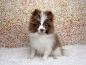 Pomeranian (M) 6075
