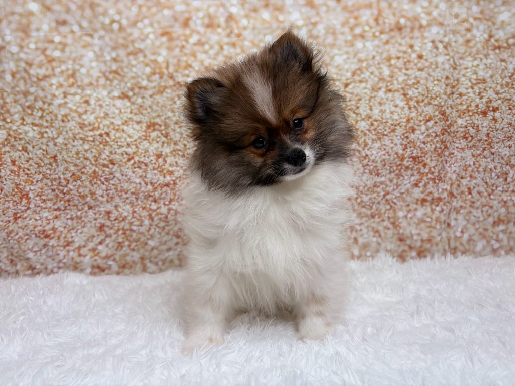 [#261583-02]  - Brown / White M Pomeranian Puppies for Sale