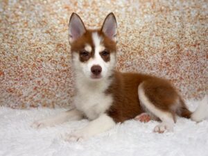 Petland Cleveland Pomsky puppy available