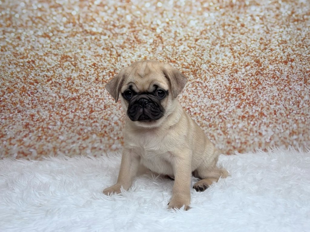 [#261508-01]  - Fawn M Pug Puppies for Sale