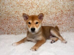 Shiba Inu (M) 6085