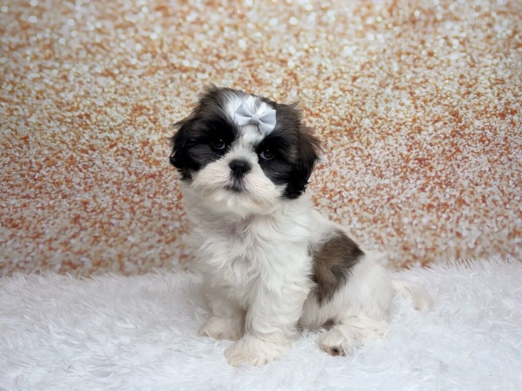[#261446-03]  - White / Brown F Shih Tzu Puppies for Sale