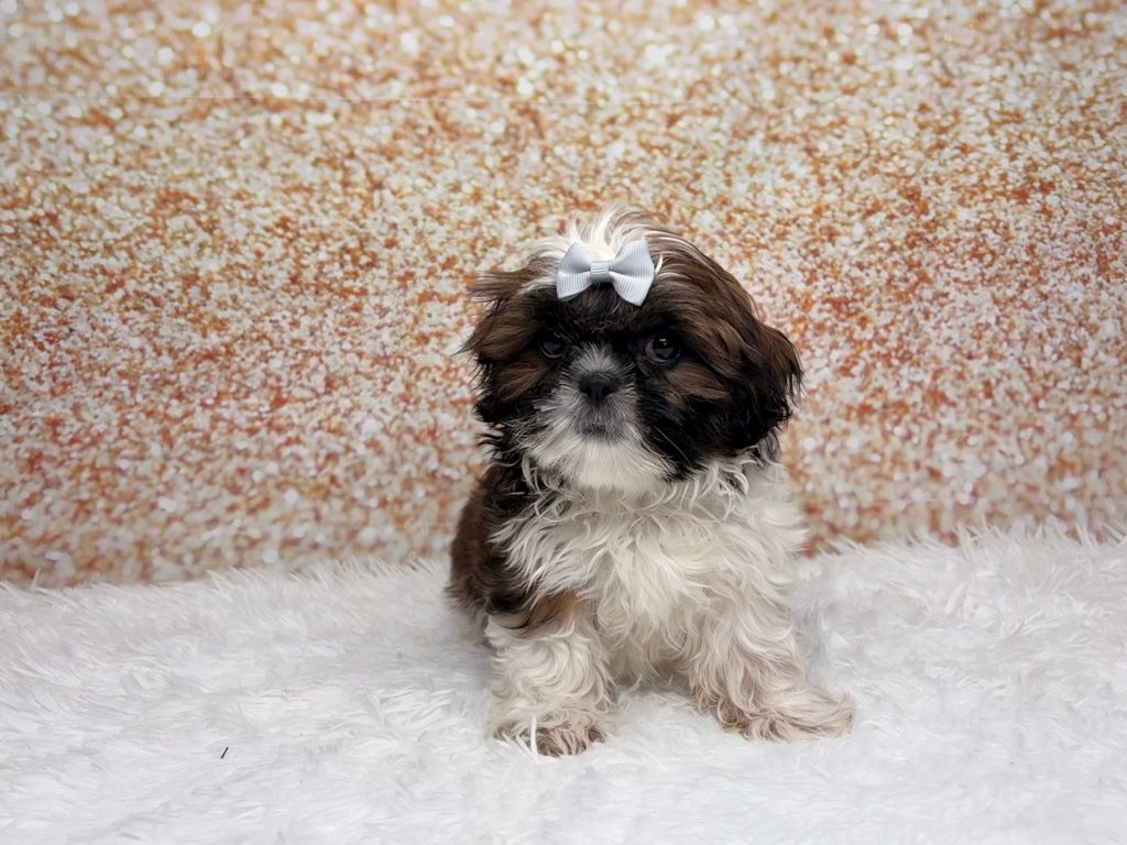 [#261396-01]  - Brindle / White F Shih Tzu Puppies for Sale