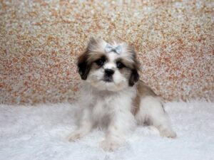 Shih Tzu (F) 6078
