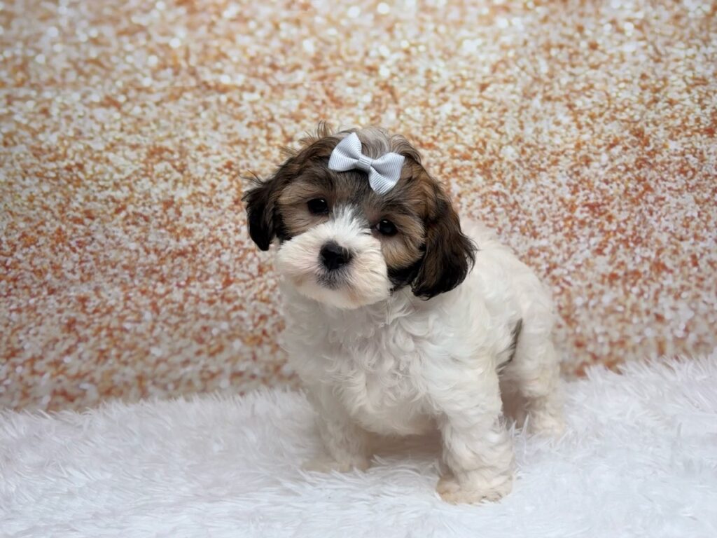 [#261538-06]  - White / Brown F ShihPoo Puppies for Sale