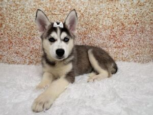 Petland Cleveland Siberian Husky puppy available