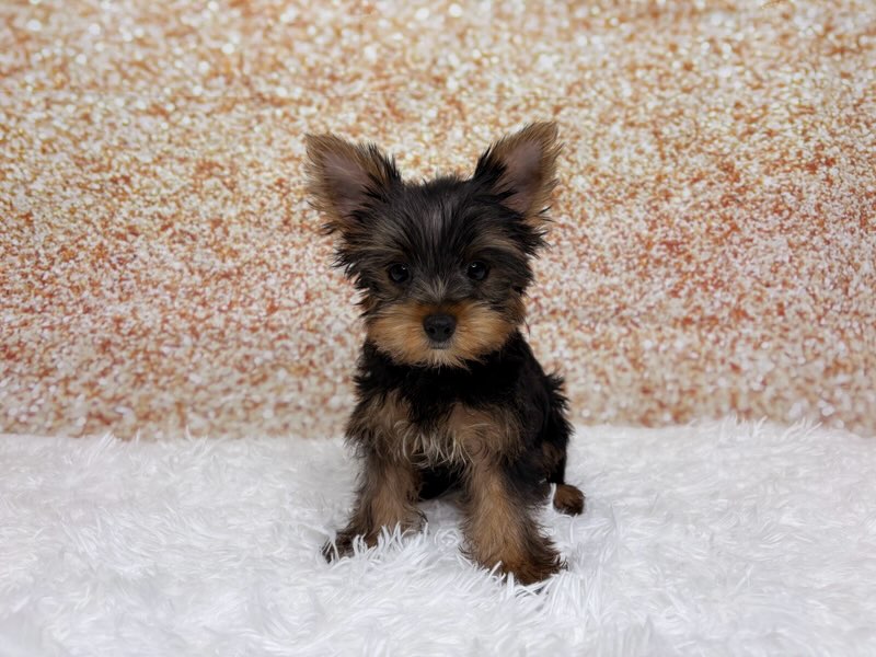 [#261639-01]  - Black / Tan M Yorkshire Terrier Puppies for Sale