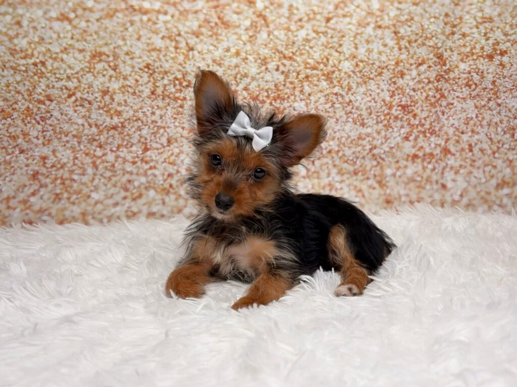 [#26221-04]  - Black / Tan F Yorkshire Terrier Puppies for Sale