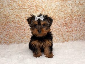 Yorkshire Terrier (F) 6135