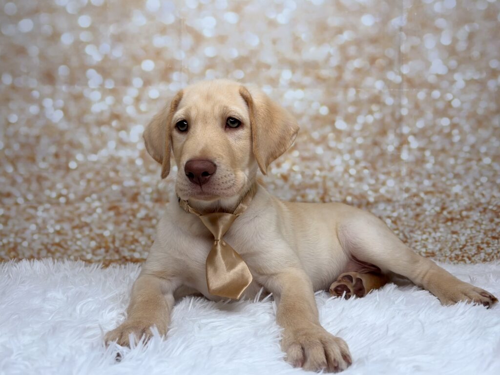 [#26218-01]  - Yellow M Labrador Retriever Puppies for Sale