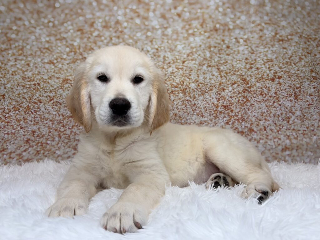 [#261621-03]  - Light Golden M Golden Retriever Puppies for Sale