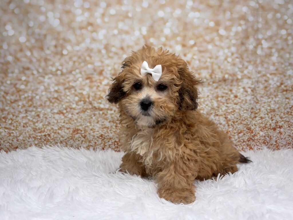 [#261530-03]  - Chocolate Sable F Teddy Bear Puppies for Sale