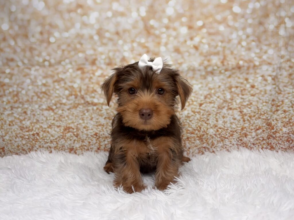 [#261435-03]  - Chocolate F Yorkshire Terrier Puppies for Sale